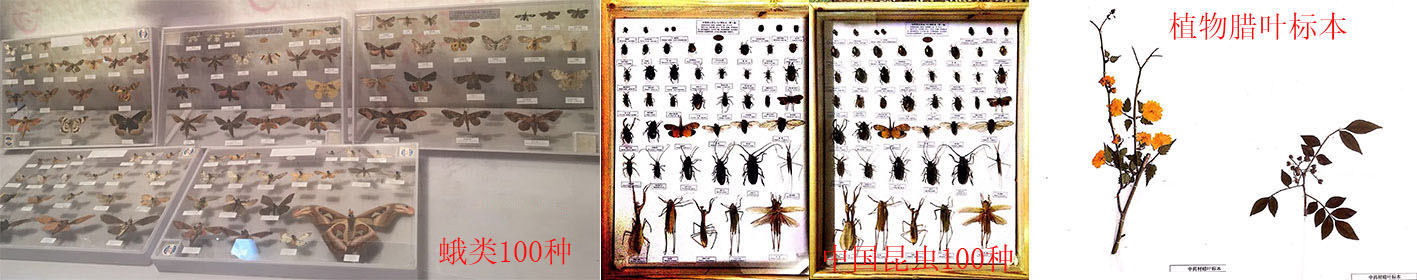 昆虫标本-China Specimen